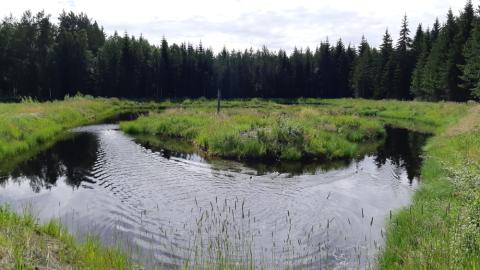 Kosteikko, jonka taustalla vihreitä puita.